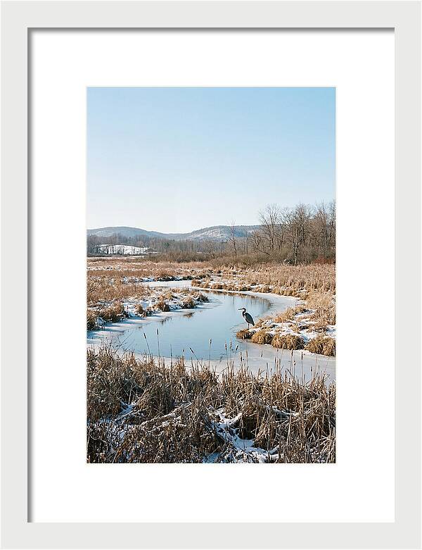 Heron In Winter Marsh