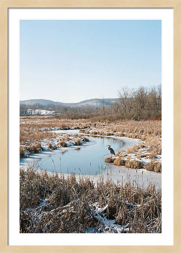 Heron In Winter Marsh