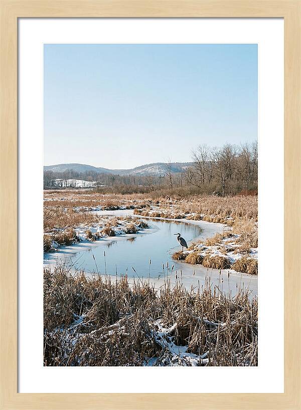 Heron In Winter Marsh
