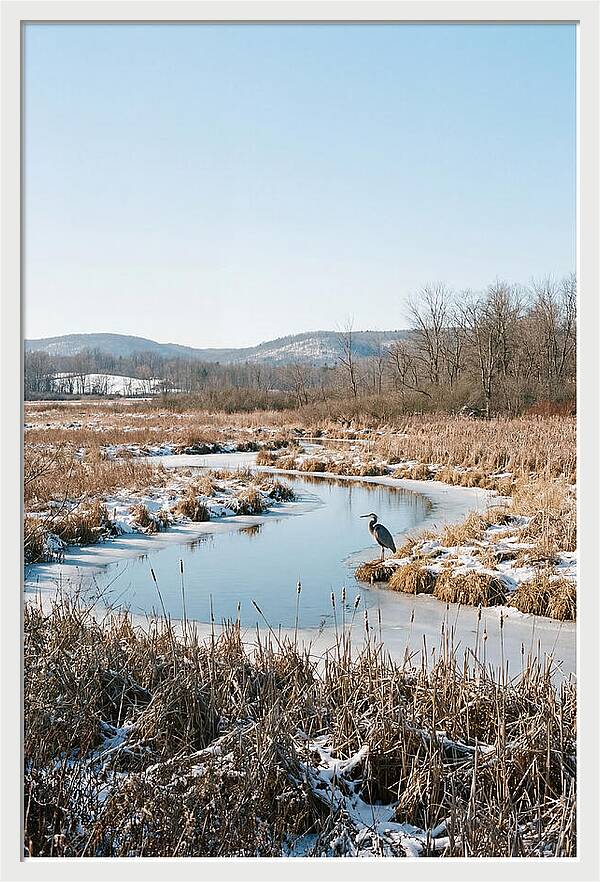 Heron In Winter Marsh