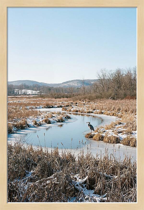 Heron In Winter Marsh
