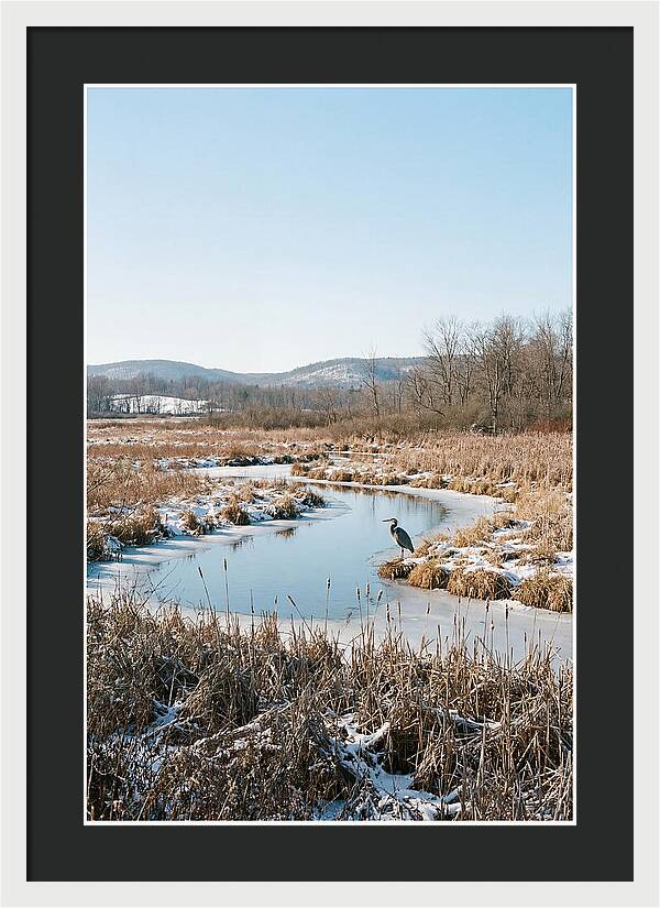 Heron In Winter Marsh