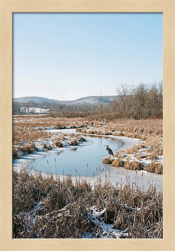 Heron In Winter Marsh