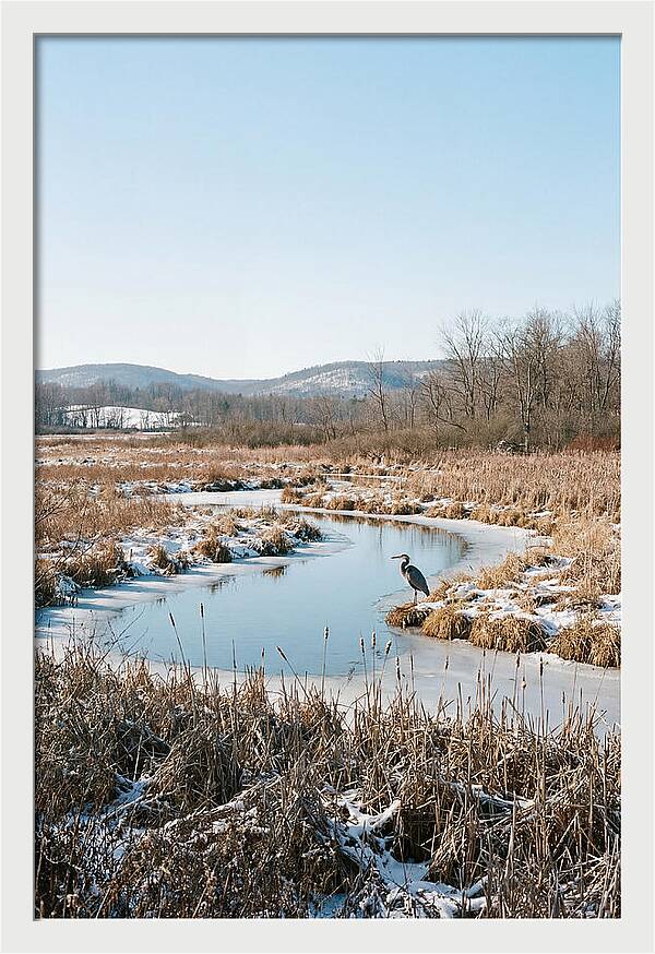 Heron In Winter Marsh
