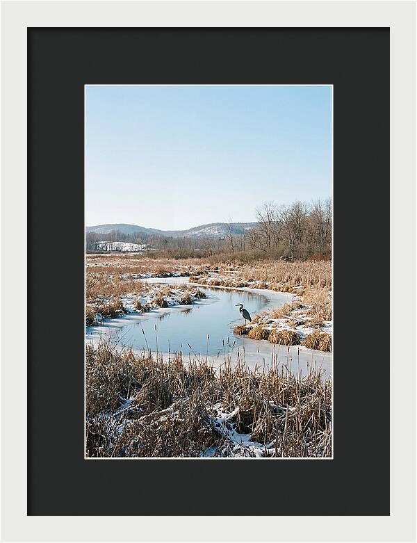 Heron In Winter Marsh