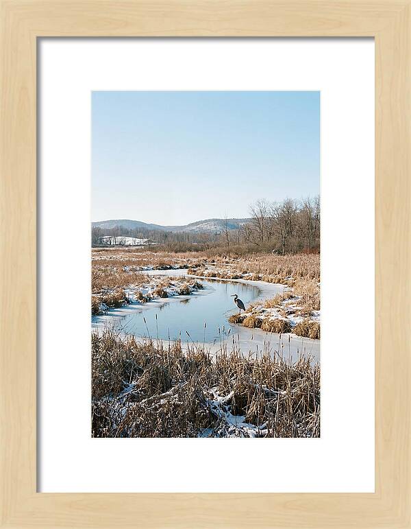 Heron In Winter Marsh