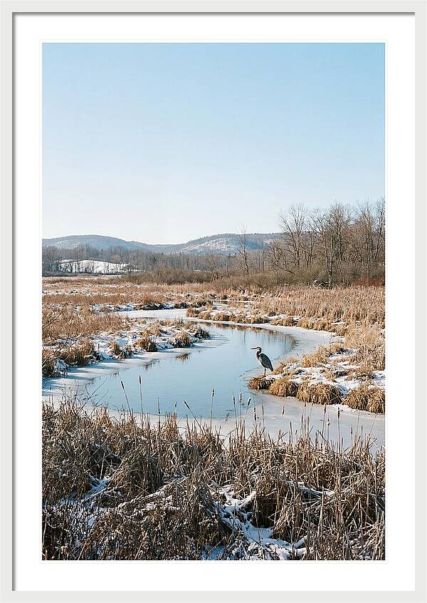 Heron In Winter Marsh