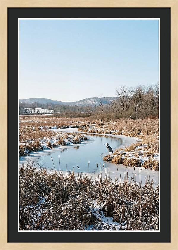 Heron In Winter Marsh