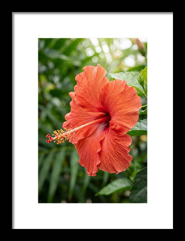 Hibiscus Blooming Brightly