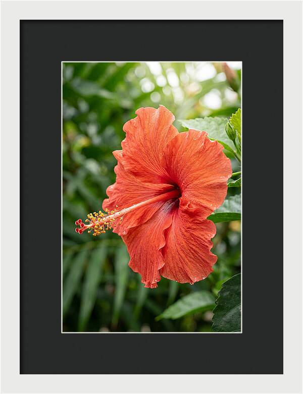 Hibiscus Blooming Brightly