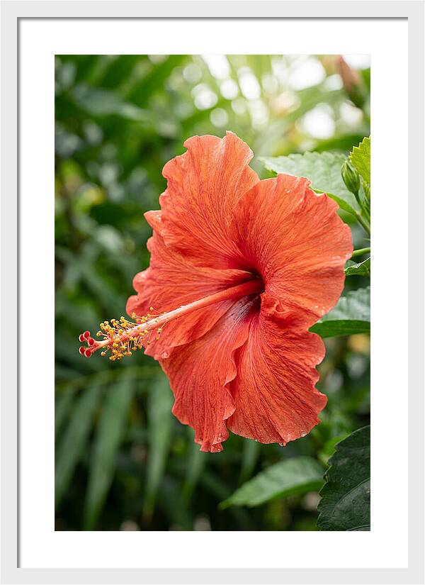 Hibiscus Blooming Brightly