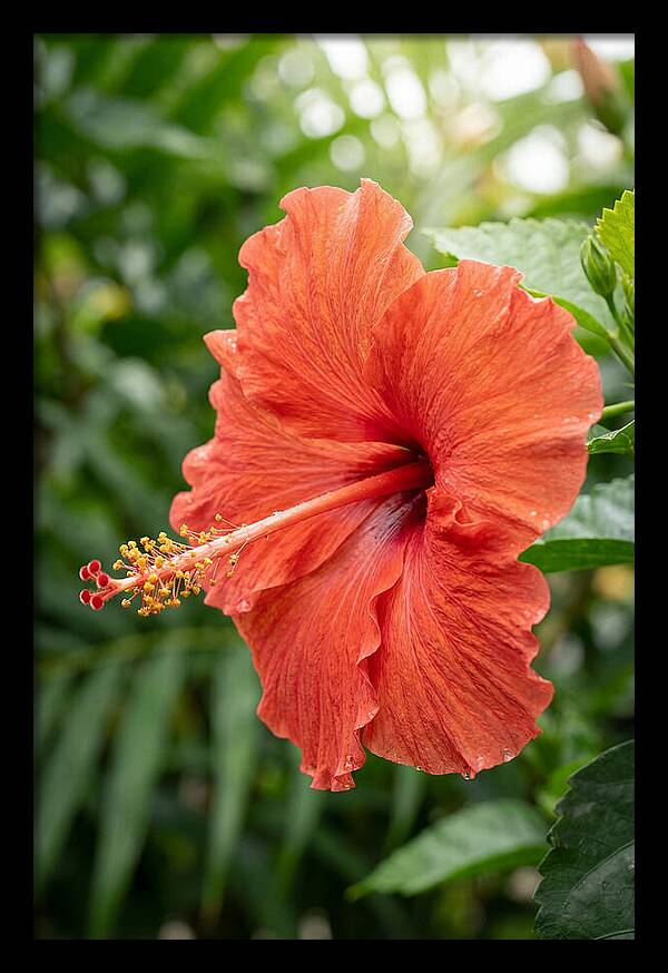 Hibiscus Blooming Brightly