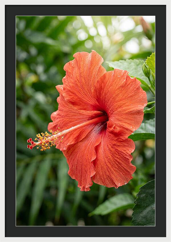 Hibiscus Blooming Brightly