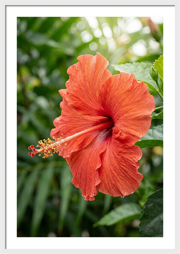 Hibiscus Blooming Brightly