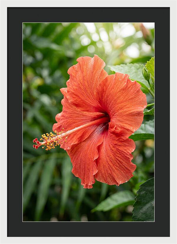 Hibiscus Blooming Brightly