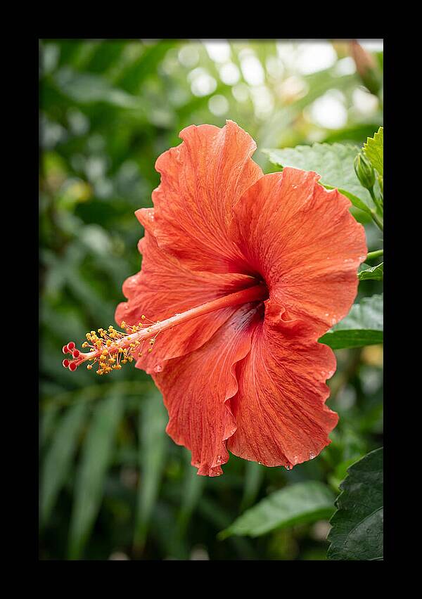 Hibiscus Blooming Brightly