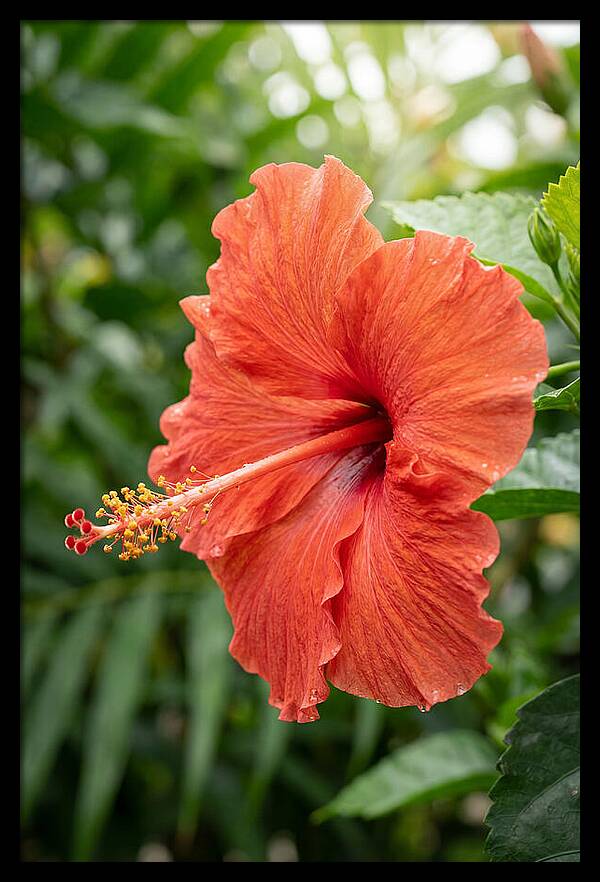 Hibiscus Blooming Brightly