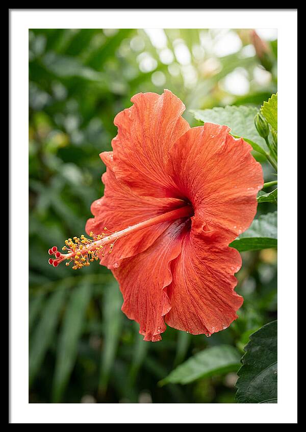 Hibiscus Blooming Brightly