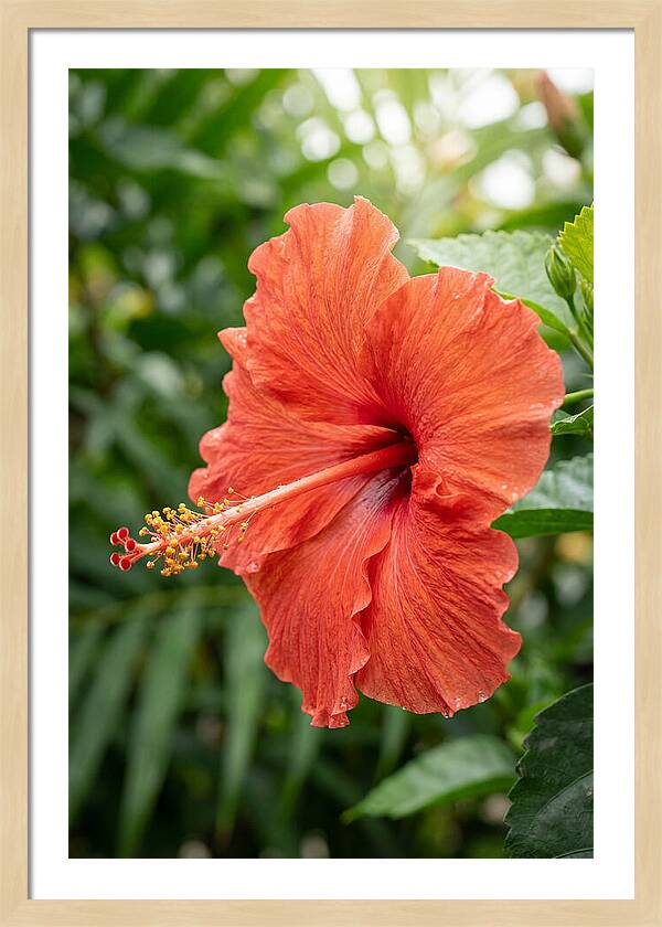 Hibiscus Blooming Brightly