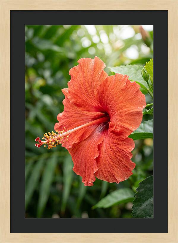 Hibiscus Blooming Brightly