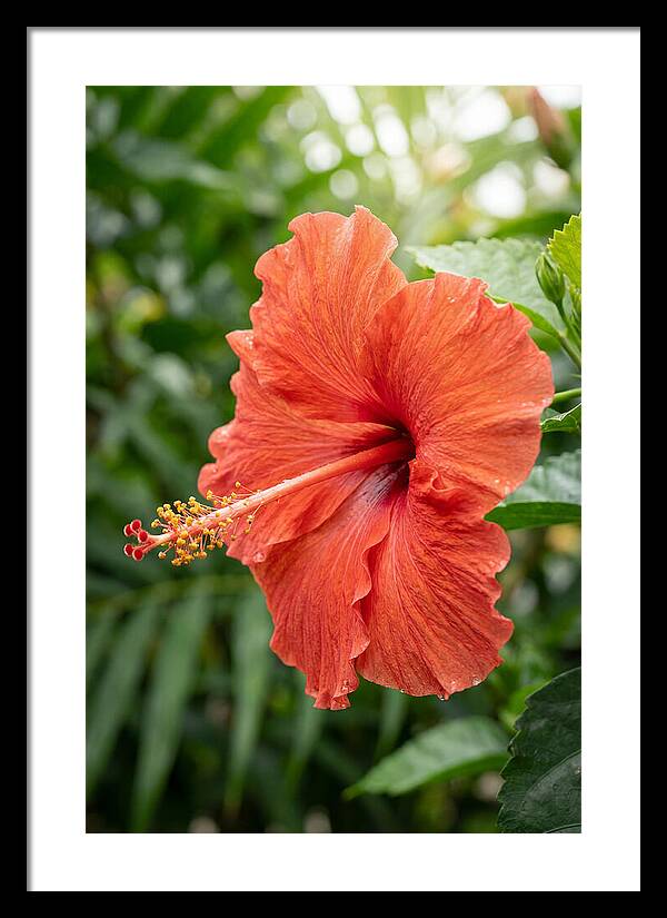 Hibiscus Blooming Brightly