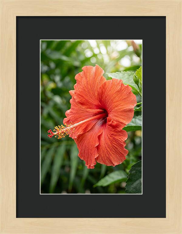 Hibiscus Blooming Brightly