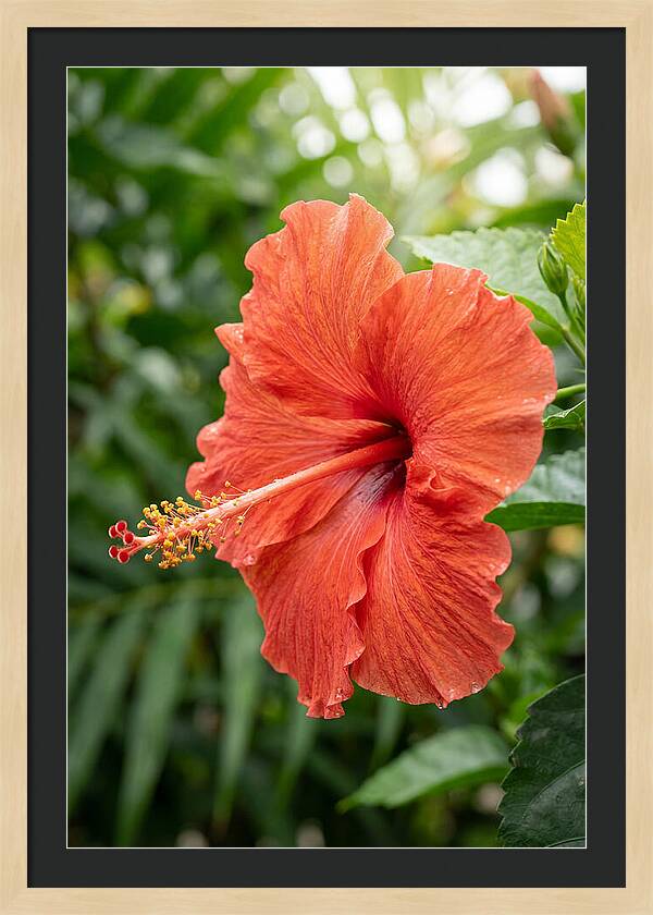 Hibiscus Blooming Brightly