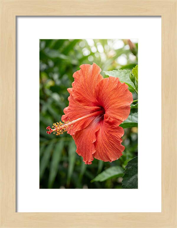 Hibiscus Blooming Brightly