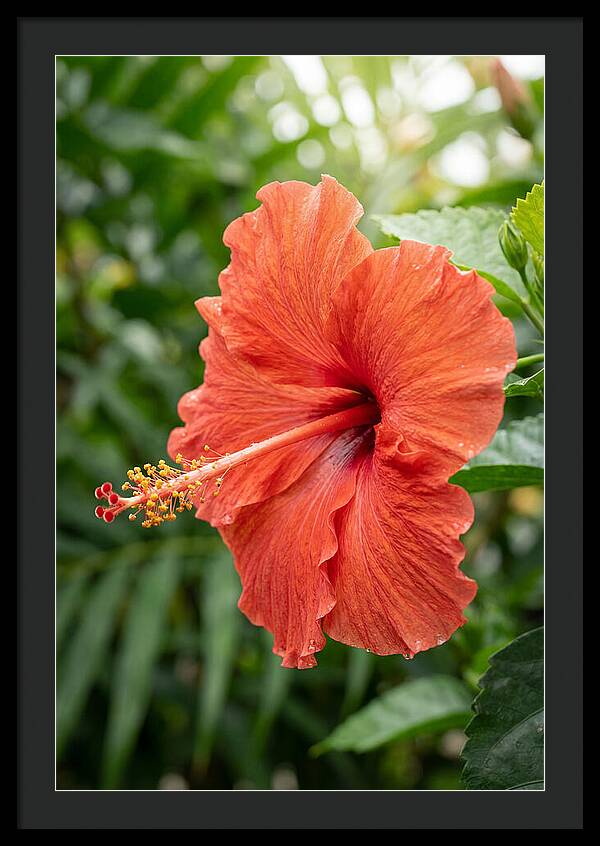 Hibiscus Blooming Brightly