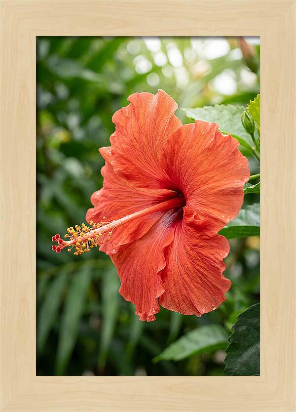Hibiscus Blooming Brightly