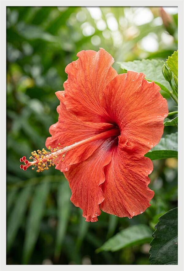 Hibiscus Blooming Brightly