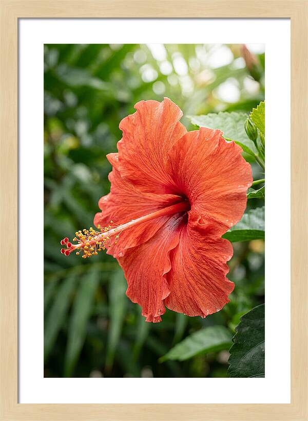 Hibiscus Blooming Brightly