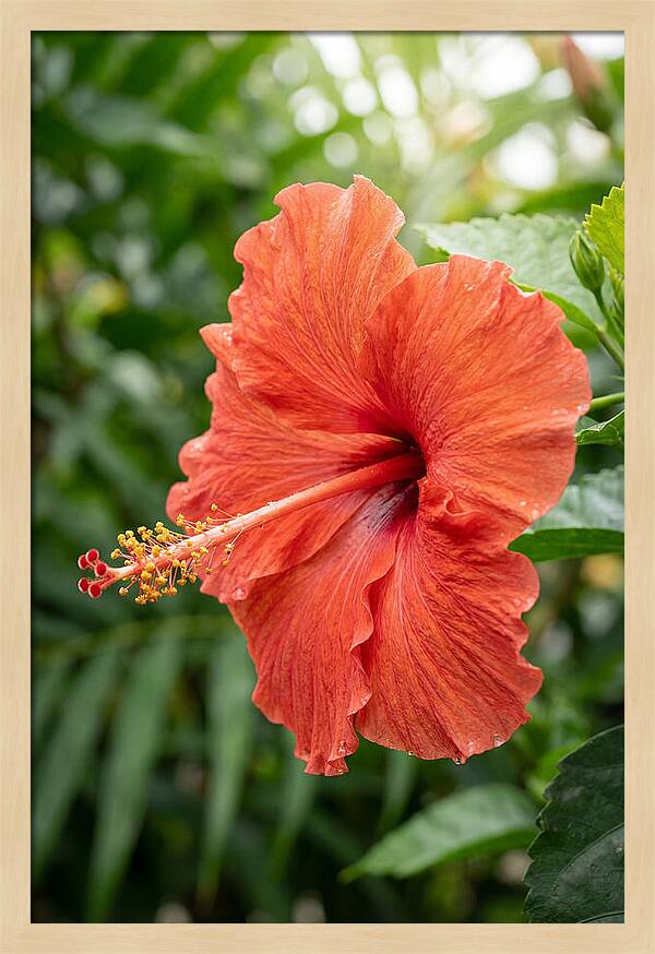Hibiscus Blooming Brightly