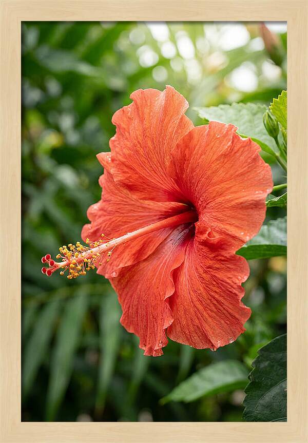 Hibiscus Blooming Brightly