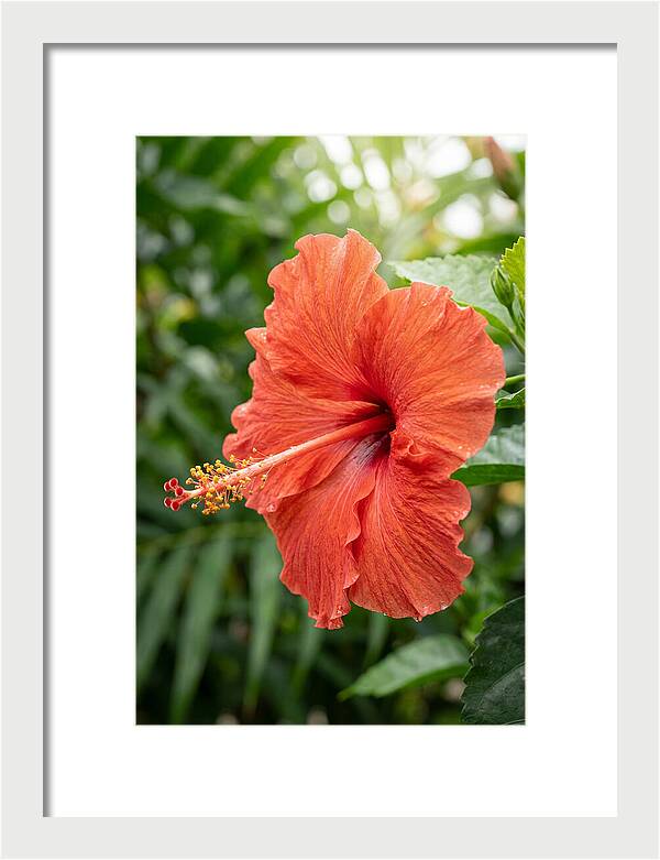 Hibiscus Blooming Brightly