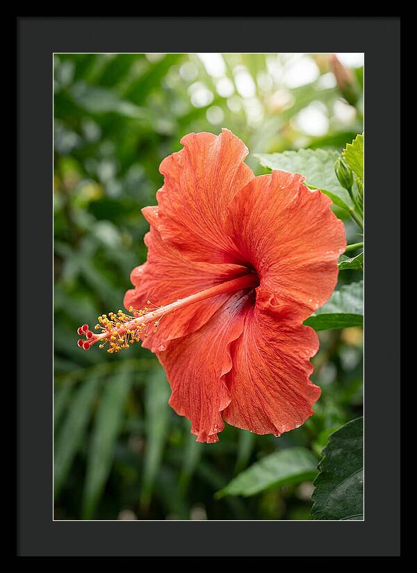 Hibiscus Blooming Brightly