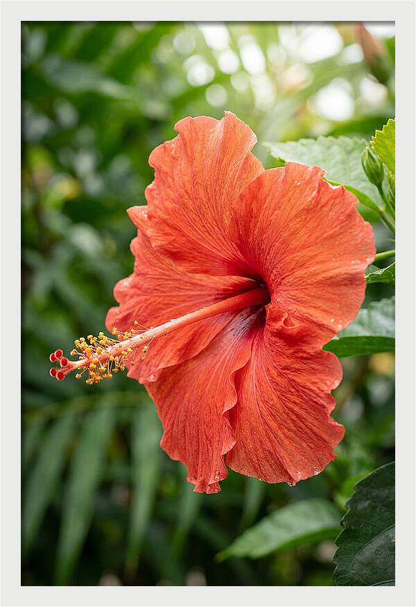 Hibiscus Blooming Brightly