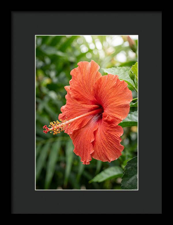 Hibiscus Blooming Brightly