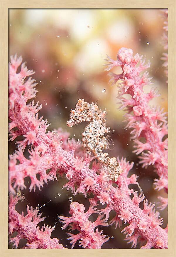 Hidden Gems Of The Reef