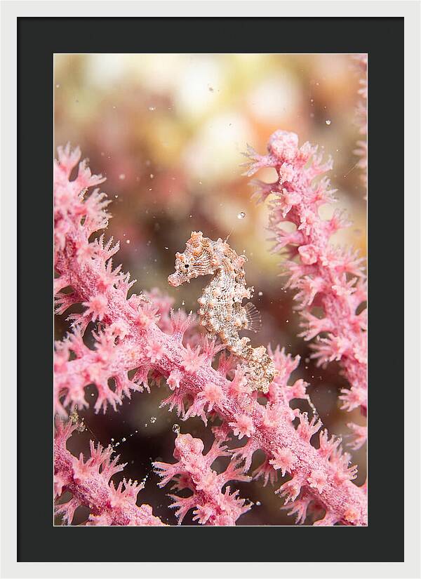 Hidden Gems Of The Reef