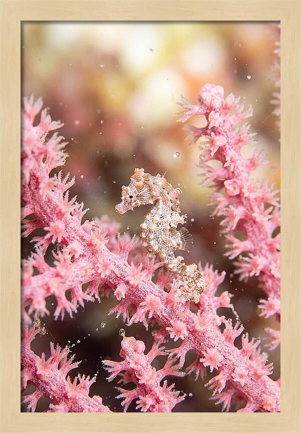 Hidden Gems Of The Reef