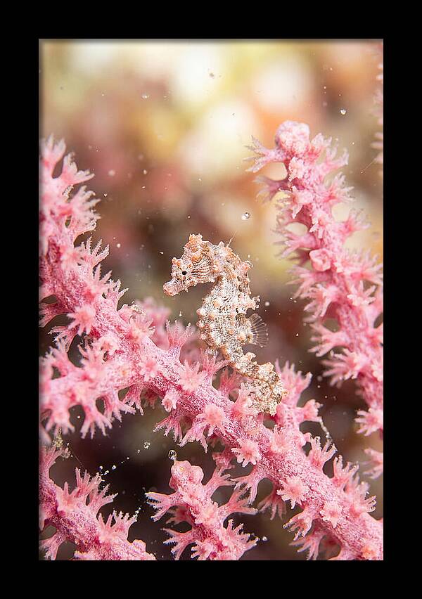 Hidden Gems Of The Reef