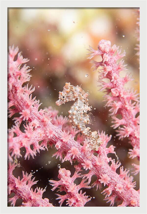 Hidden Gems Of The Reef