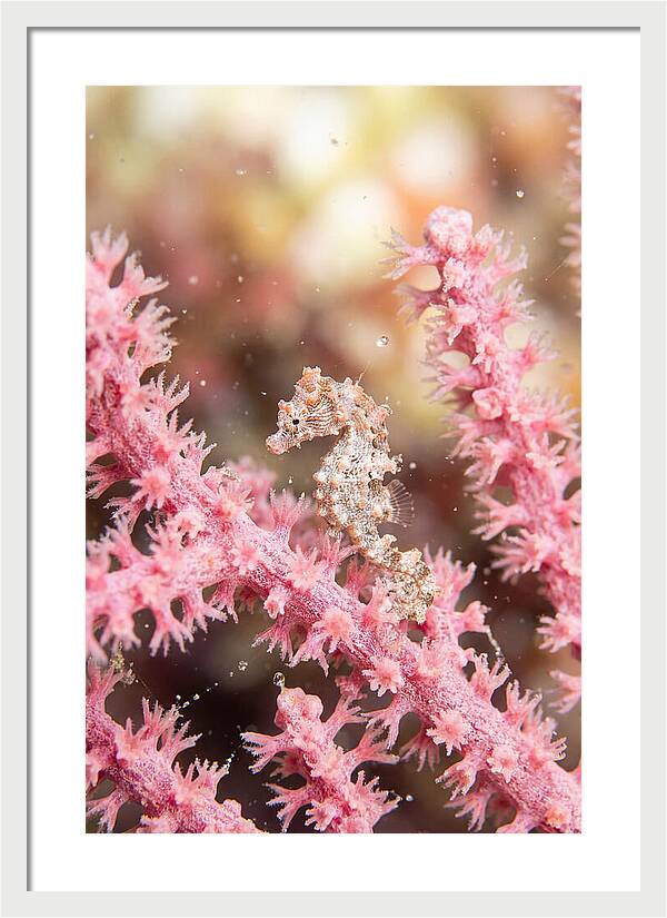 Hidden Gems Of The Reef