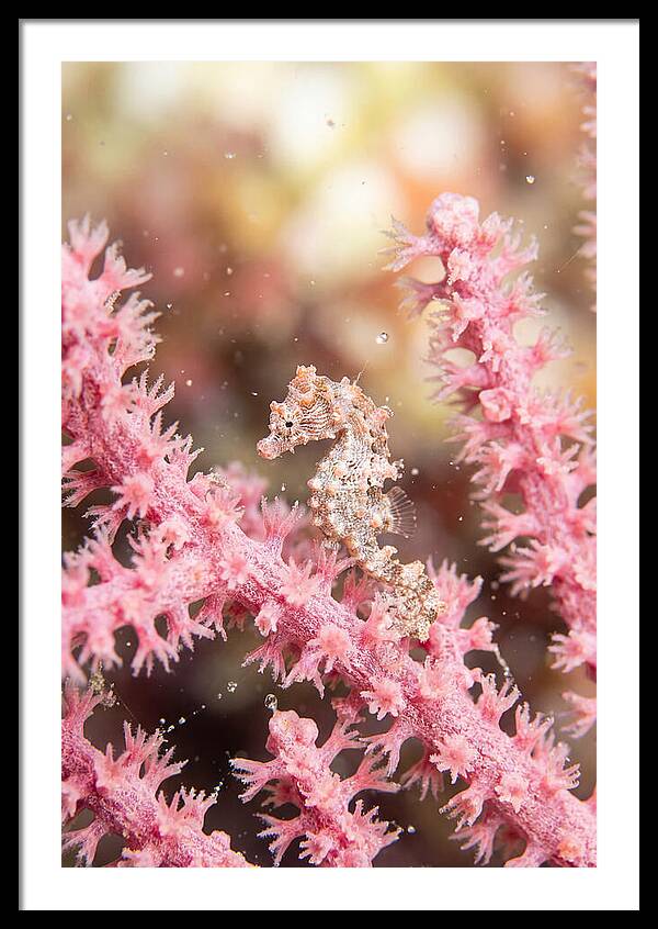 Hidden Gems Of The Reef