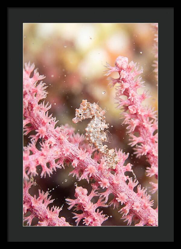 Hidden Gems Of The Reef