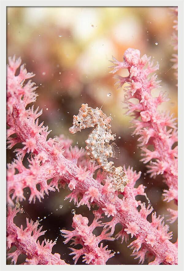 Hidden Gems Of The Reef