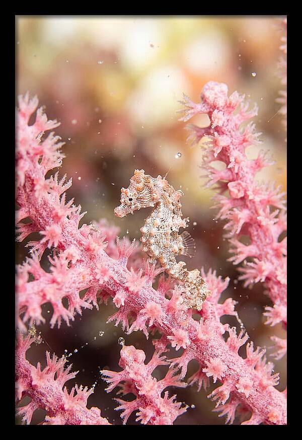 Hidden Gems Of The Reef