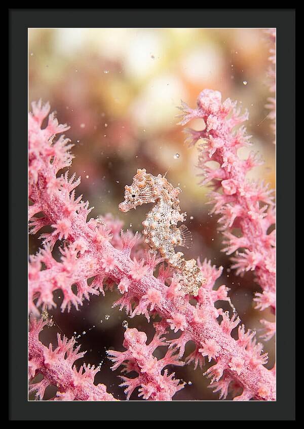 Hidden Gems Of The Reef