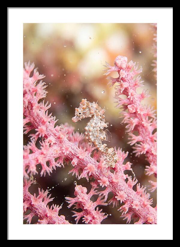Hidden Gems Of The Reef